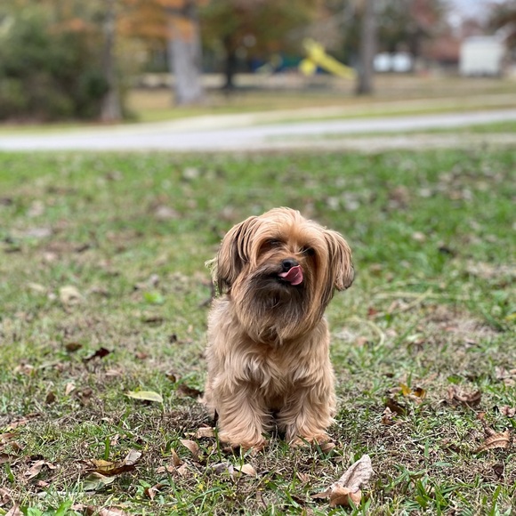 Meet your Posher, Mireya - Picture 4 of 4